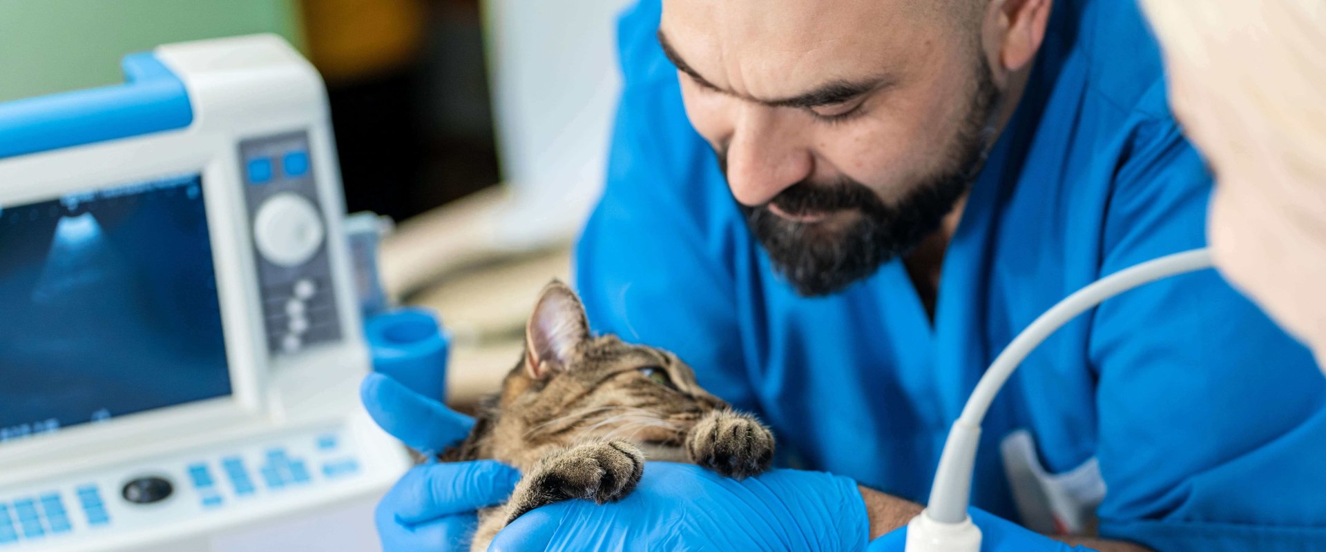 Exploring Specialized Medical Services Offered by Pet Care Organizations in Western Washington