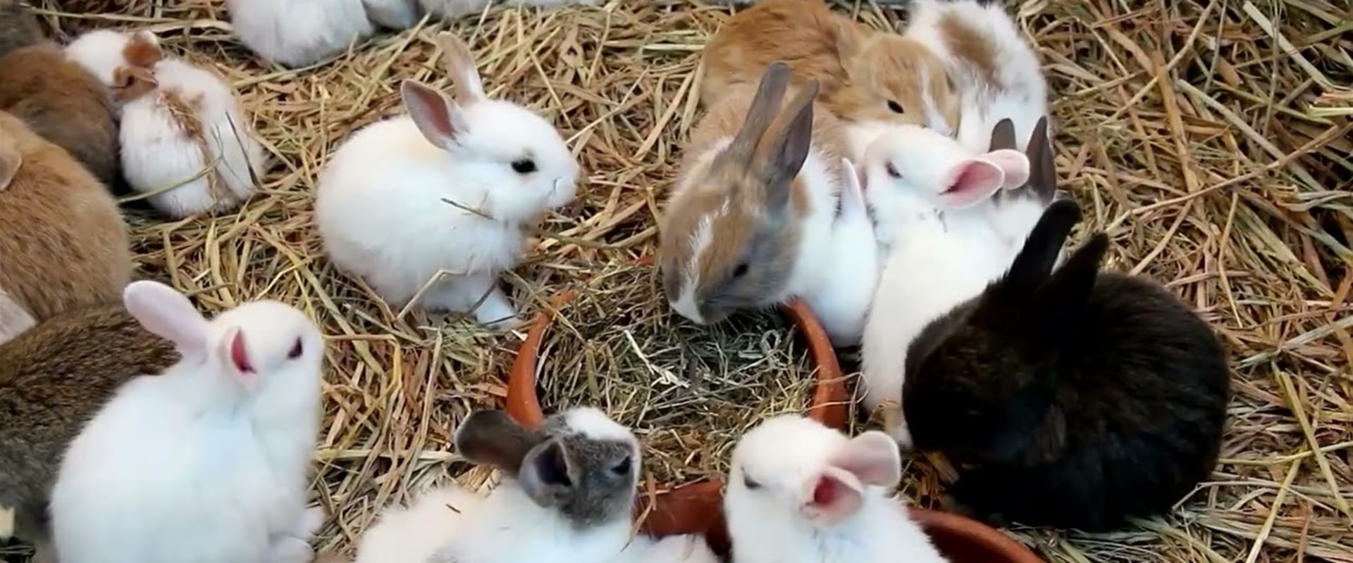 Exploring Pet Care Organizations in Western Washington: Social Media and Website Presence