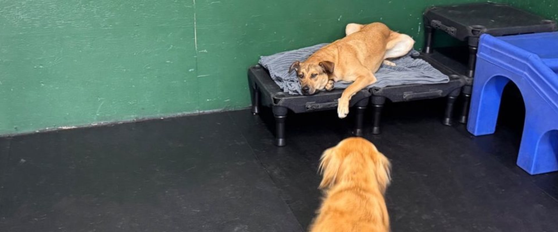 Exploring Boarding Services Offered by Pet Care Organizations in Western Washington