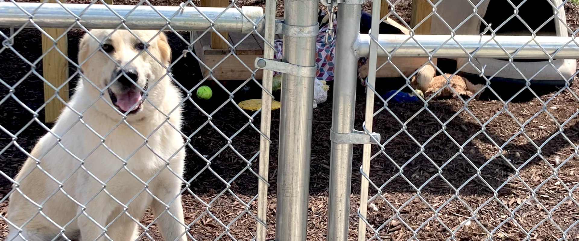 Understanding Regulations and Laws for Pet Care Organizations in Western Washington