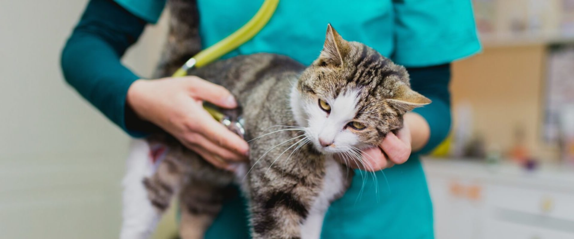 Understanding Vaccination and Health Record Requirements for Pets in Western Washington