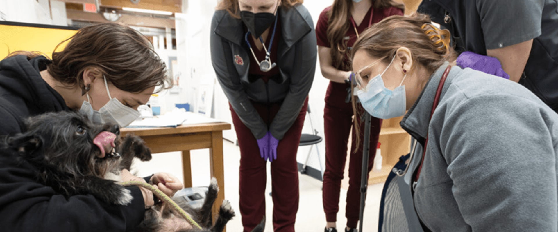 Emergency Pet Care Services in Western Washington: A Comprehensive Guide