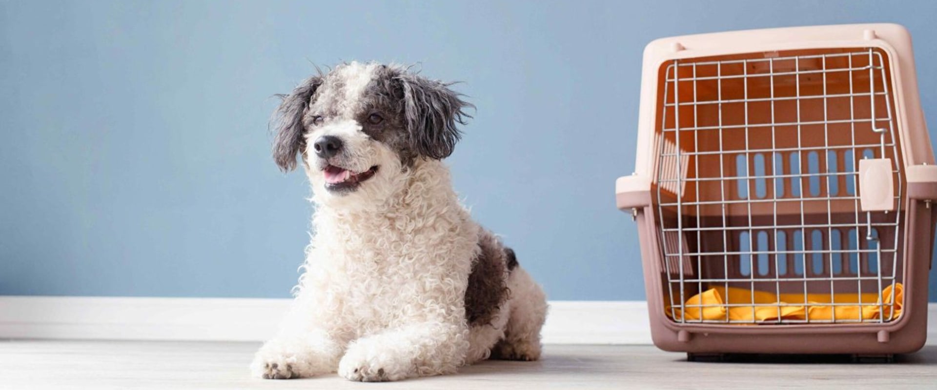 Comprehensive Guide to Pet Care Organizations Offering Transportation Services in Western Washington