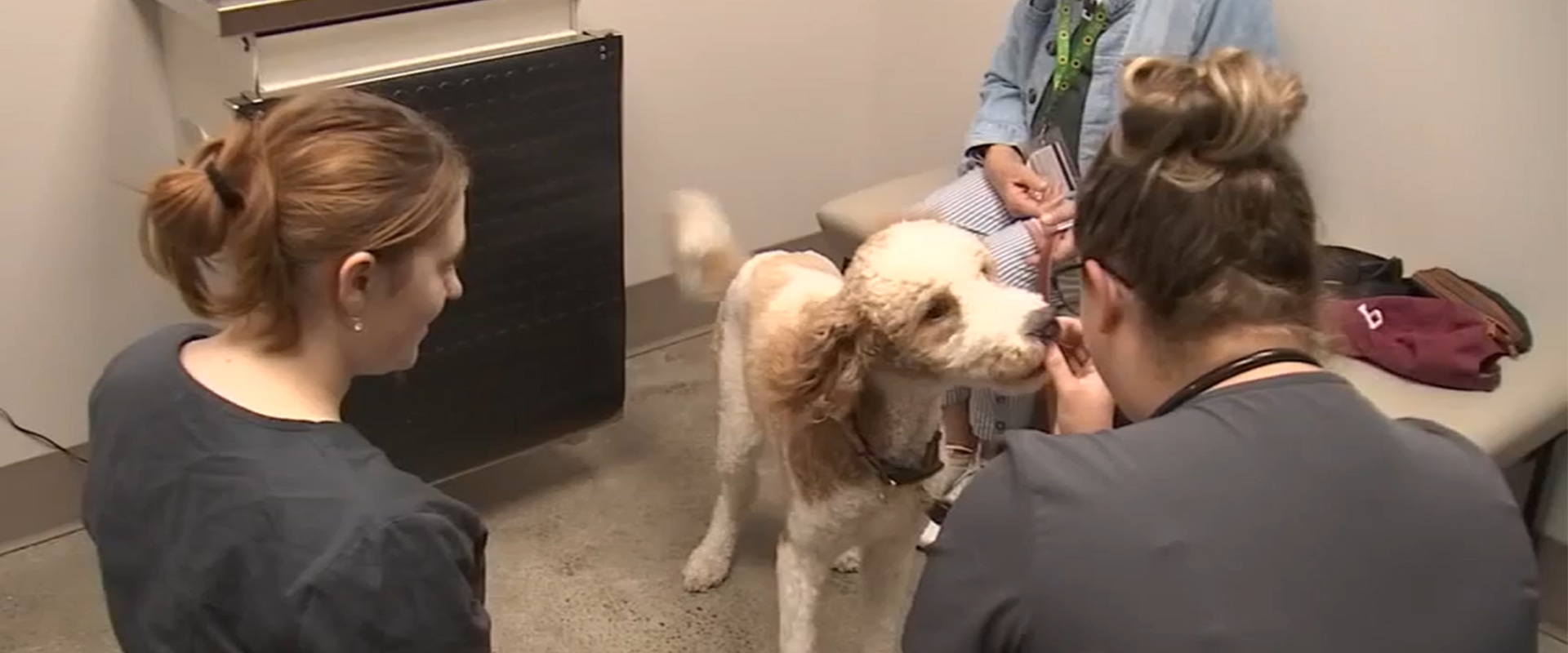 Affordable Pet Care: Organizations Offering Discounts for Low-Income Families in Western Washington