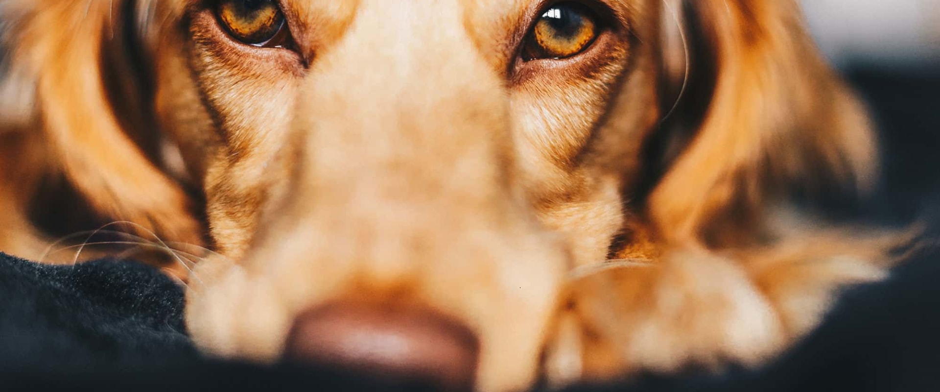 How to Report Concerns or Complaints About Pet Care Organizations in Western Washington