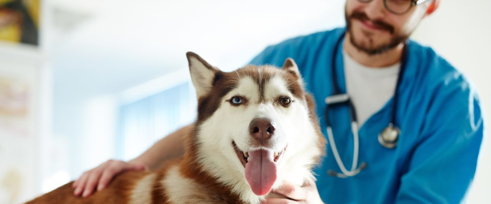 Understanding the Average Cost of Pet Care Services in Western Washington
