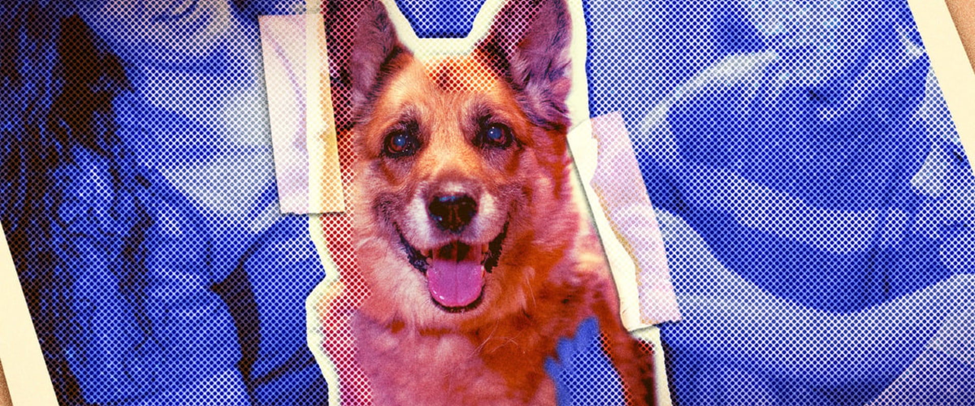 The Complete Guide to Adopting a Pet from Pet Care Organizations in Western Washington