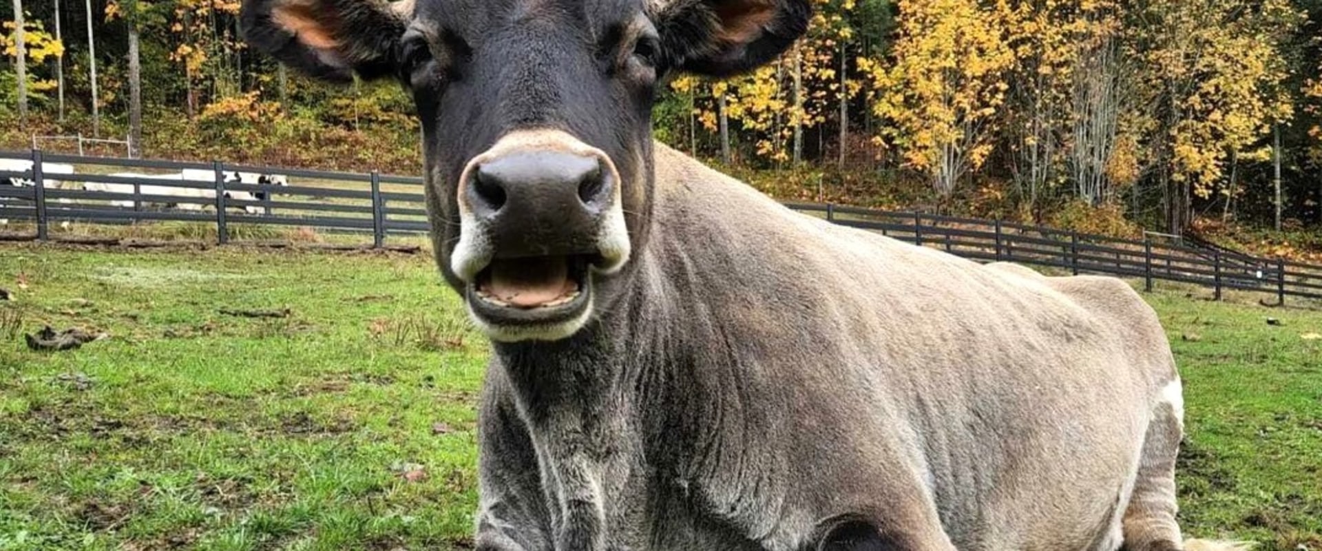 Comprehensive Guide to Pet Care Organizations in Western Washington