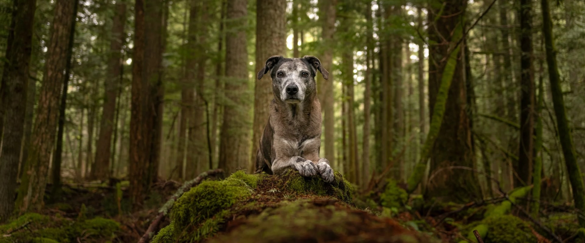 Comprehensive Guide to Pet Care Services in Western Washington