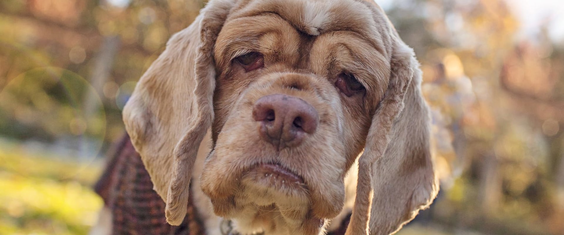 Discounts for Senior Citizens at Pet Care Organizations in Western Washington