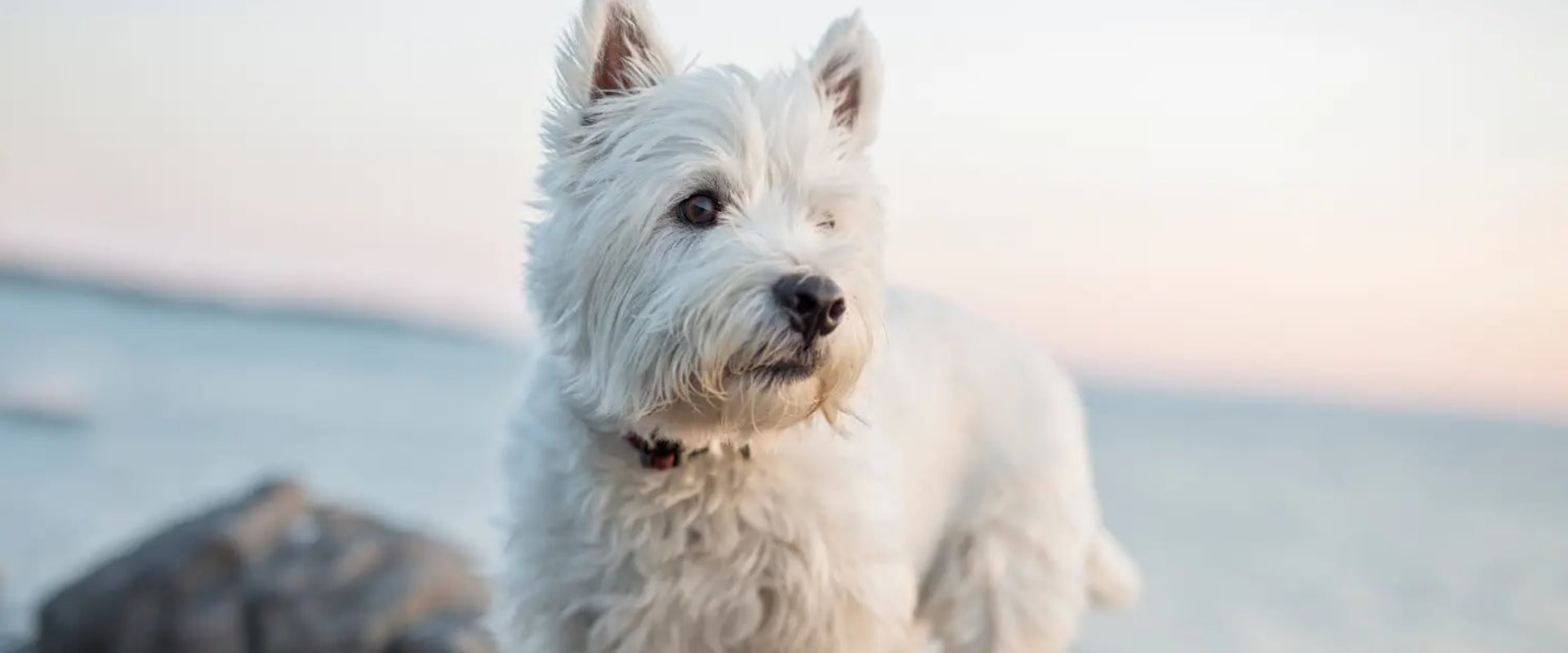 A Comprehensive Guide to Joining Pet Care Organizations in Western Washington