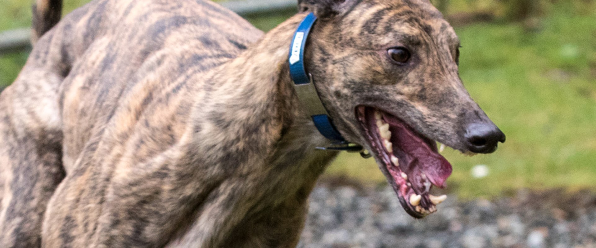 Finding Reputable Pet Care Organizations in Western Washington: A Comprehensive Guide