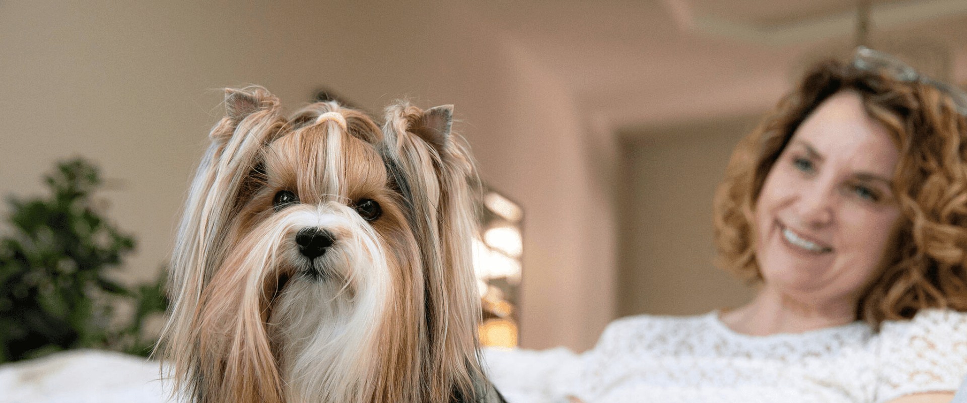 Exploring Grooming Services Offered by Pet Care Organizations in Western Washington