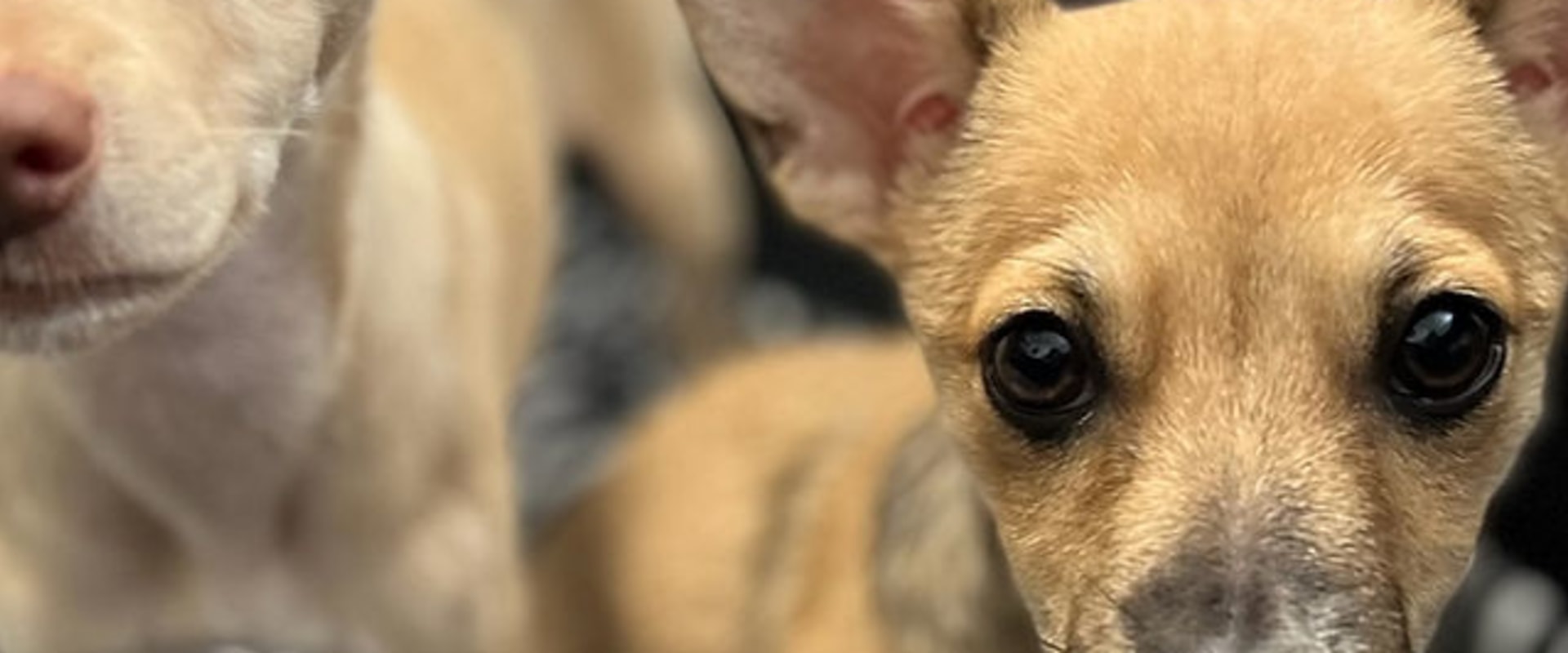 Exploring Special Events and Fundraisers by Pet Care Organizations in Western Washington