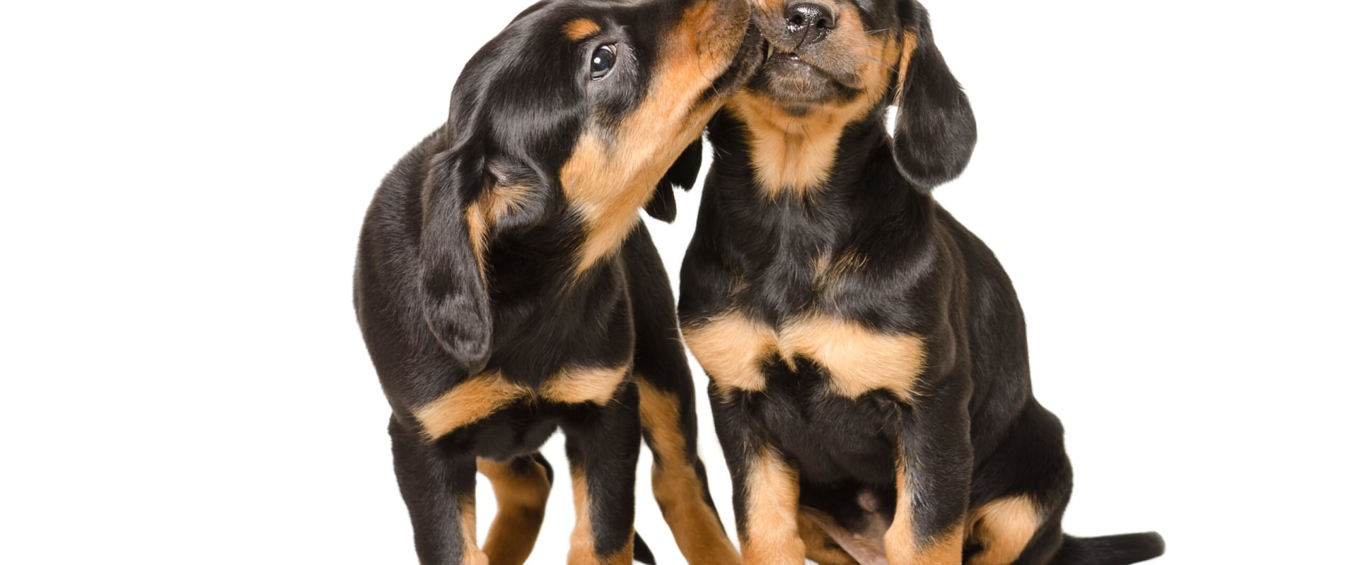 Comprehensive Guide to Pet Care Organizations Offering Behavioral Training in Western Washington