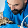 Exploring Specialized Medical Services Offered by Pet Care Organizations in Western Washington