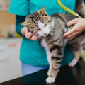 Understanding Vaccination and Health Record Requirements for Pets in Western Washington
