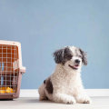 Comprehensive Guide to Pet Care Organizations Offering Transportation Services in Western Washington