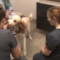Affordable Pet Care: Organizations Offering Discounts for Low-Income Families in Western Washington