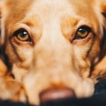 How to Report Concerns or Complaints About Pet Care Organizations in Western Washington