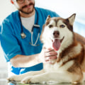 Understanding the Average Cost of Pet Care Services in Western Washington