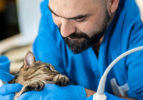 Exploring Specialized Medical Services Offered by Pet Care Organizations in Western Washington