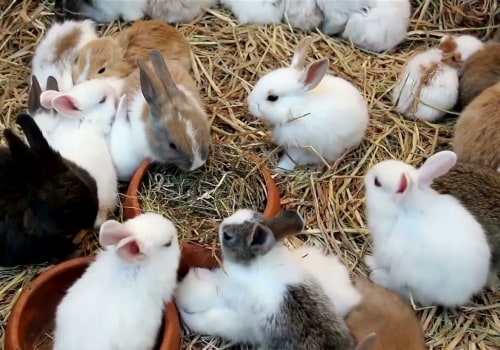 Exploring Pet Care Organizations in Western Washington: Social Media and Website Presence