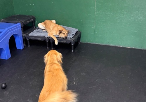 Exploring Boarding Services Offered by Pet Care Organizations in Western Washington