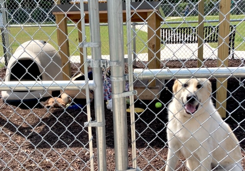 Understanding Regulations and Laws for Pet Care Organizations in Western Washington