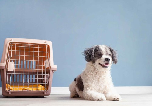 Comprehensive Guide to Pet Care Organizations Offering Transportation Services in Western Washington