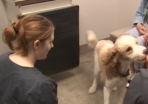 Affordable Pet Care: Organizations Offering Discounts for Low-Income Families in Western Washington