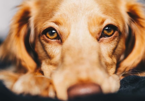 How to Report Concerns or Complaints About Pet Care Organizations in Western Washington