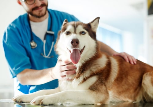 Understanding the Average Cost of Pet Care Services in Western Washington