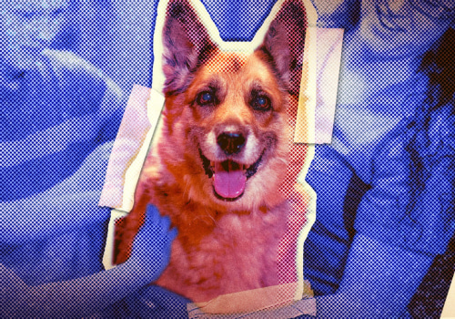 The Complete Guide to Adopting a Pet from Pet Care Organizations in Western Washington