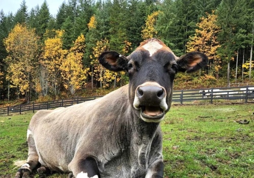 Comprehensive Guide to Pet Care Organizations in Western Washington