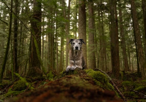 Comprehensive Guide to Pet Care Services in Western Washington