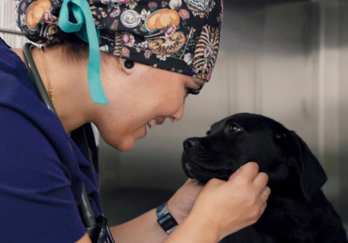 Exploring Pet Care Organizations in Western Washington: Specializations and Services