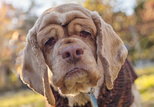 Discounts for Senior Citizens at Pet Care Organizations in Western Washington