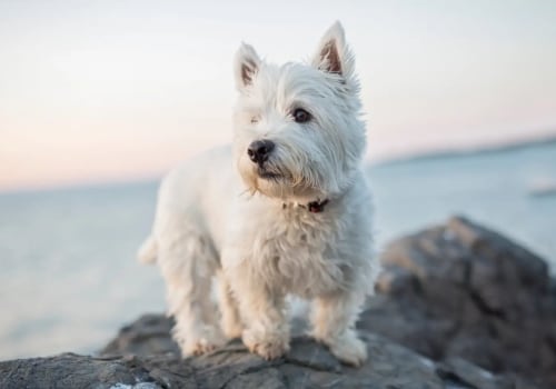 A Comprehensive Guide to Joining Pet Care Organizations in Western Washington