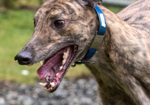 Finding Reputable Pet Care Organizations in Western Washington: A Comprehensive Guide