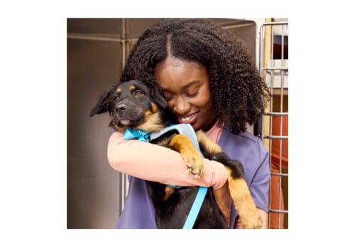 Essential Qualifications for Working at Pet Care Organizations in Western Washington