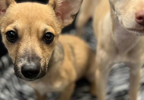 Exploring Special Events and Fundraisers by Pet Care Organizations in Western Washington