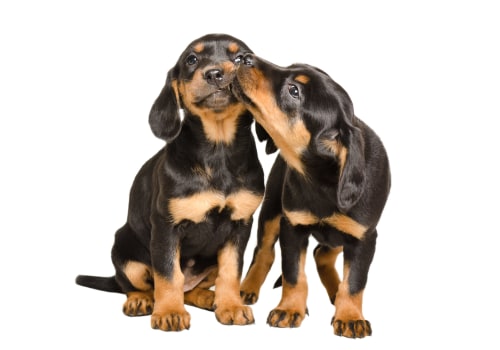 Comprehensive Guide to Pet Care Organizations Offering Behavioral Training in Western Washington